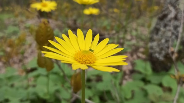 Растительность горы Собер Баш