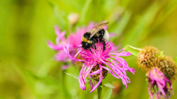 Трудящийся шмель