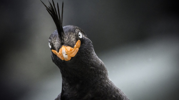 Антон Гутманн, участник фотоконкурса РГО "Самая красивая страна"
