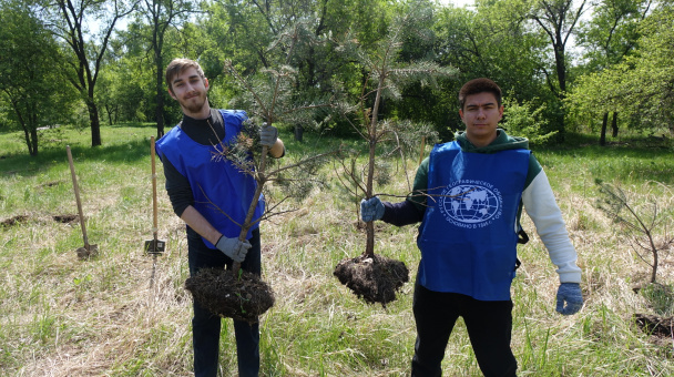 Посадка деревьев 