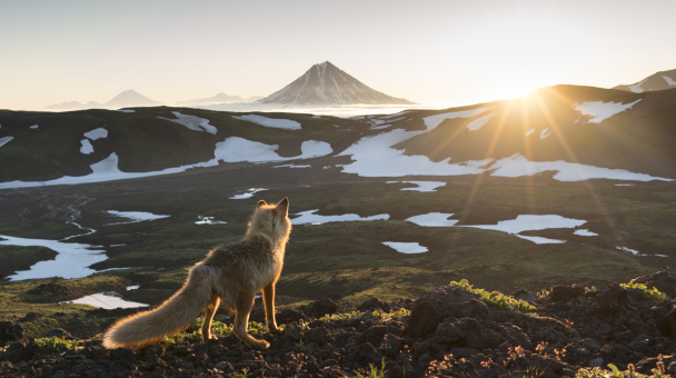 Мудрый лис встречает рассвет