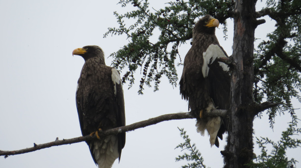 Белоплечие орланы