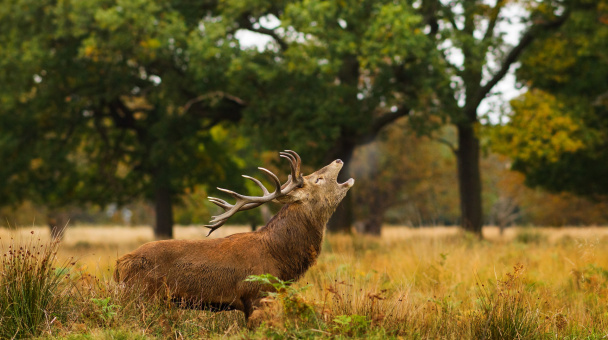 Сергей Коляскин, участник фотоконкурса РГО "Самая красивая страна"