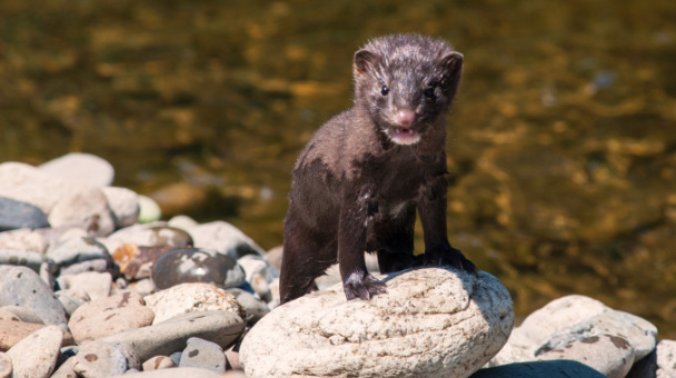 Ольга Косарькова, участник фотоконкурса РГО "Самая красивая страна"