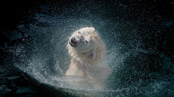 В созвездии белой медведицы