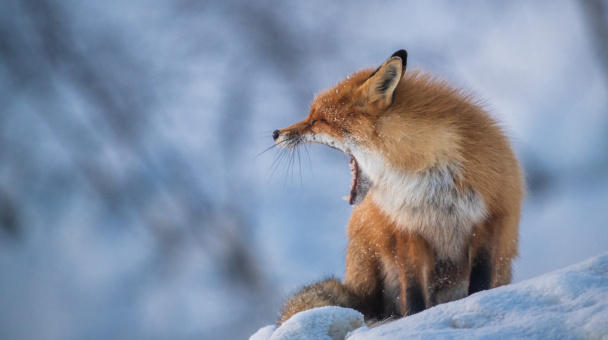 Виталий Новиков 