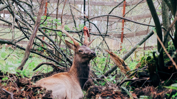 Сергей Мамцев