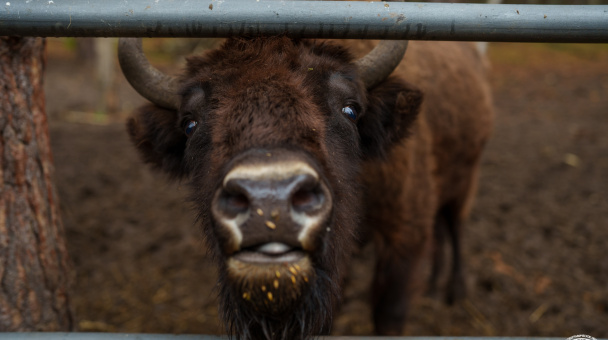 Главный герой национального парка «Мещера»