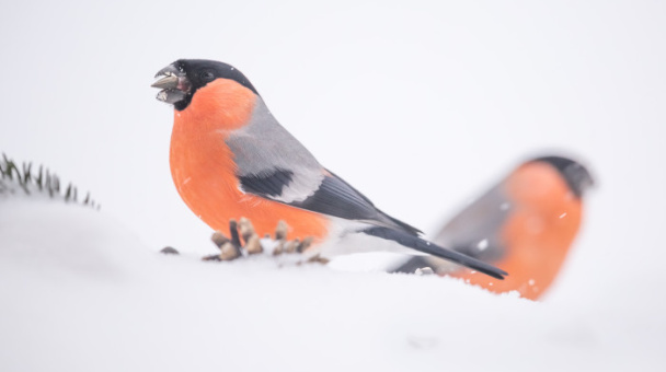 Елена Хорохорина, участник фотоконкурса РГО "Самая красивая страна"
