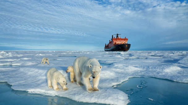 Белые медведи на фоне атомного ледокола "50 лет Победы"