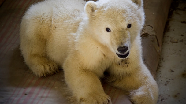 Спасённый медвежонок