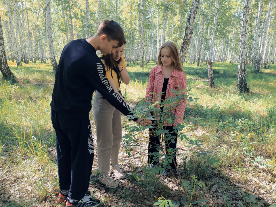 Фенологические наблюдения активистов Молодёжного клуба РГО Фенологические наблюдения активистов Молодёжного клуба РГО