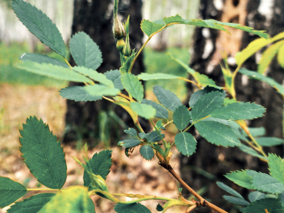 Фенологические наблюдения активистов Молодёжного клуба РГО Фенологические наблюдения активистов Молодёжного клуба РГО