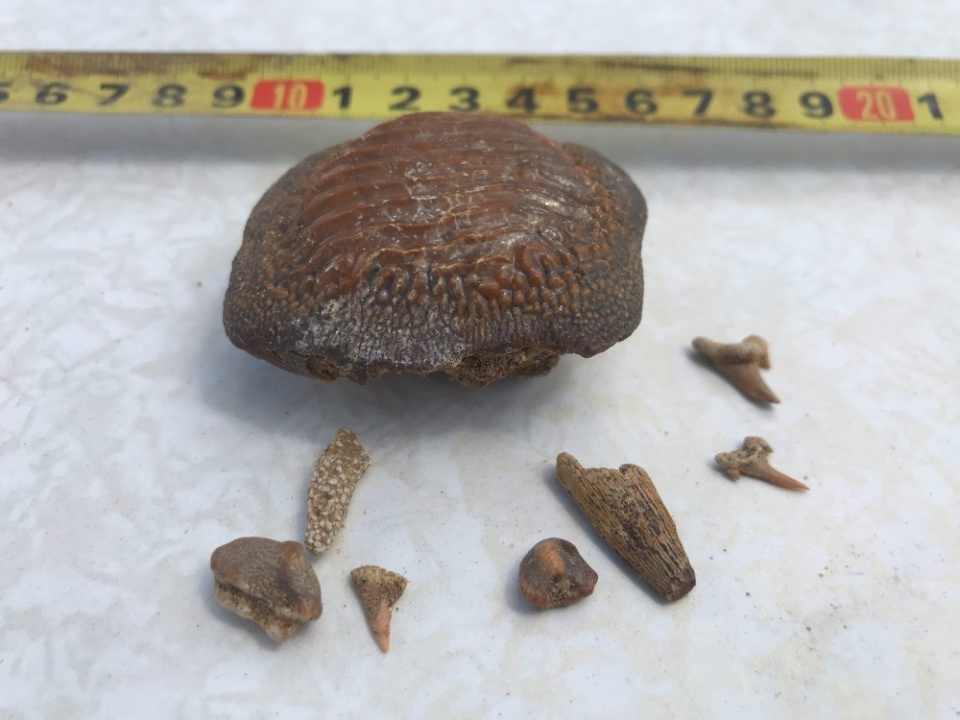 Алексей Водорезов