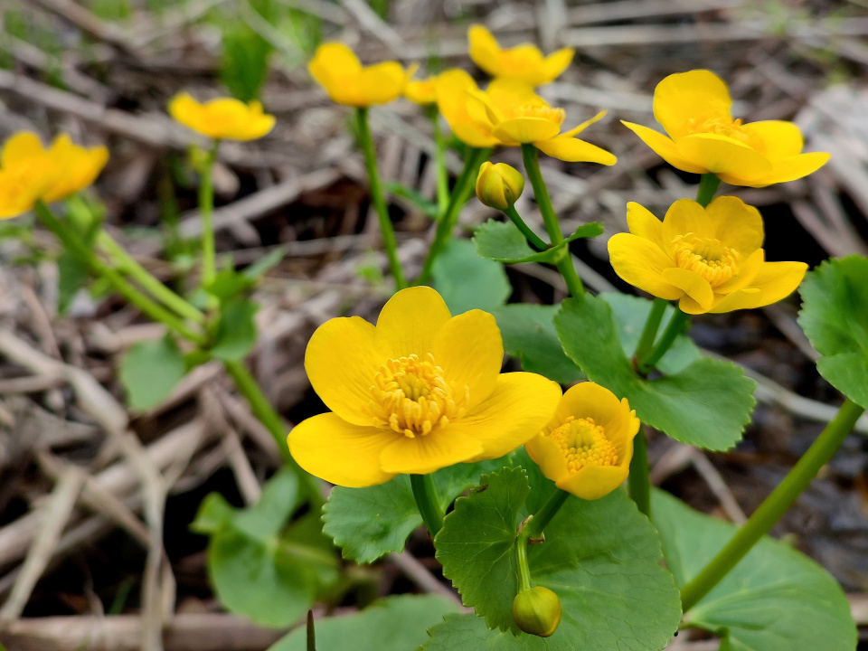 Первоцветы  парка -калужницы 