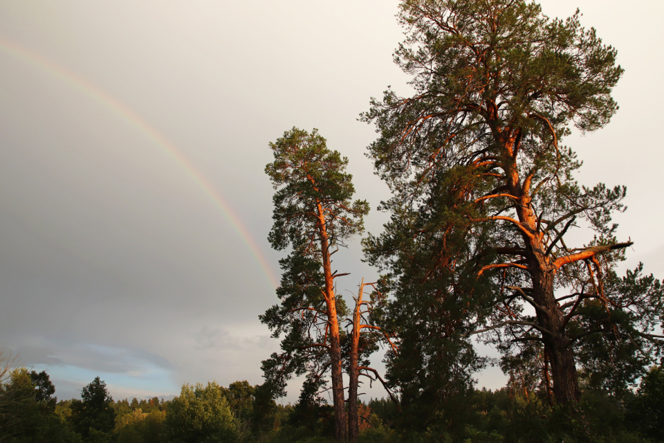 Национальный парк "Бузулукский бор"