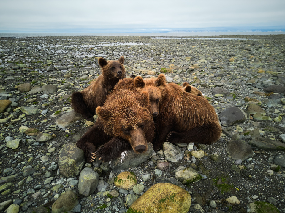 Медвежьи нежности