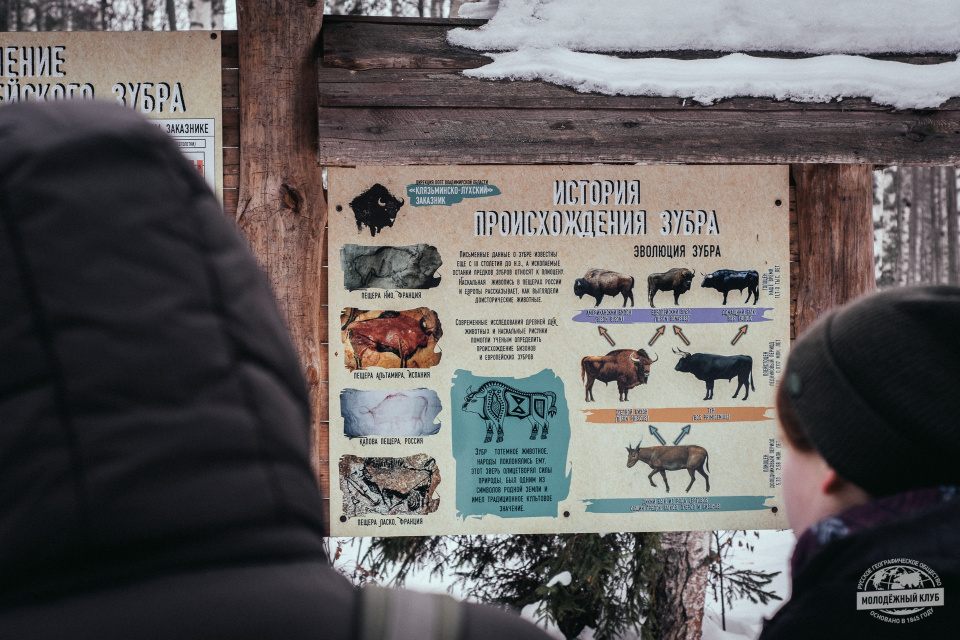 История происхождения зубра на стенде