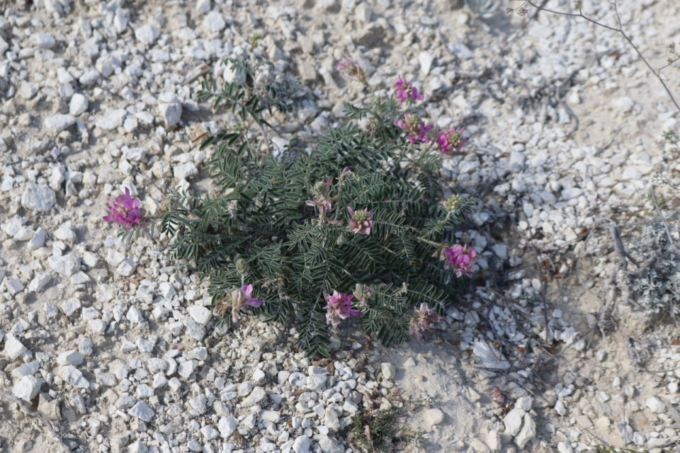 Дмитрий Владимиров