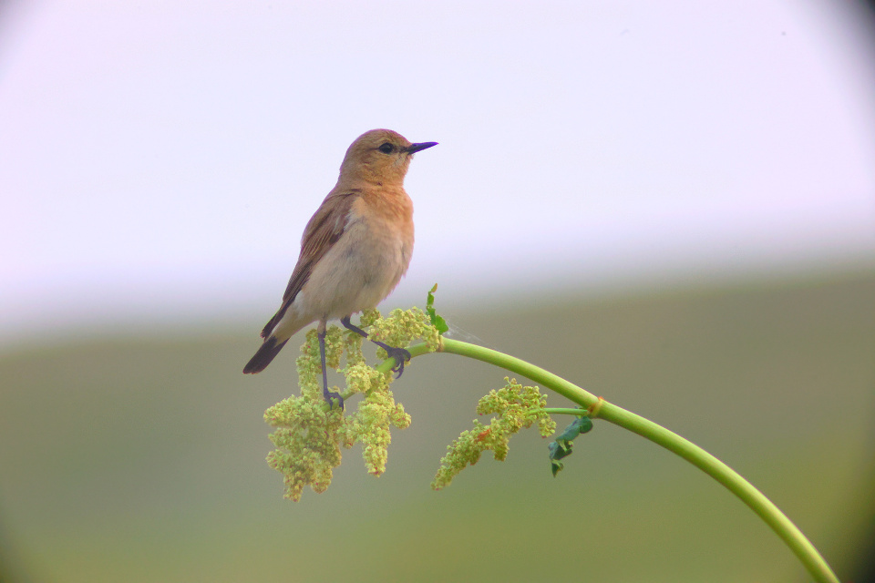 Дарья Мушкарина