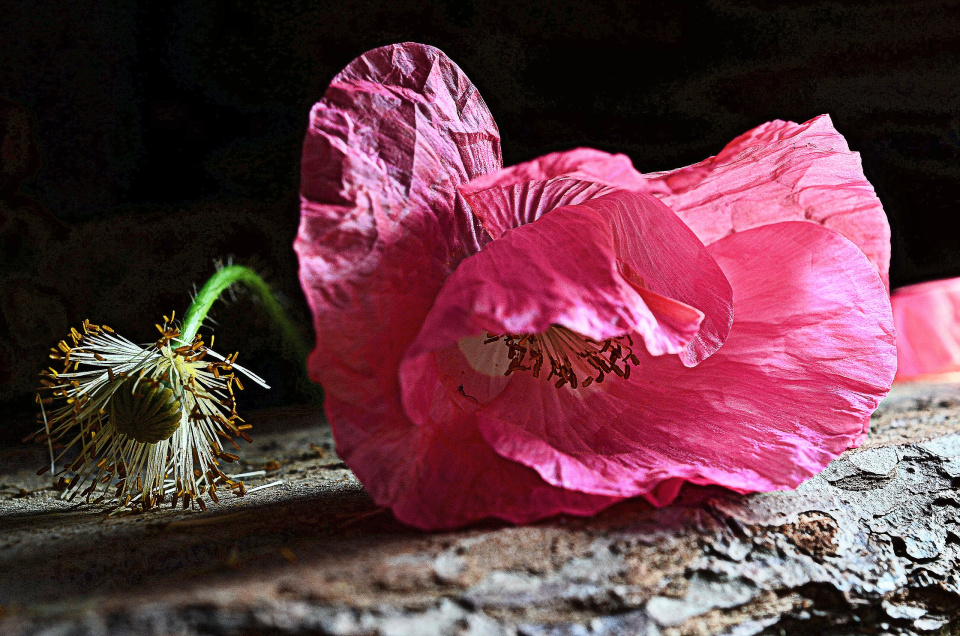 Маки, маки...