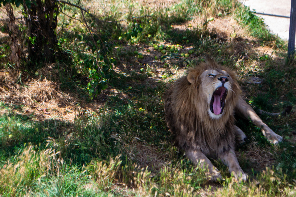 Лев на отдыхе