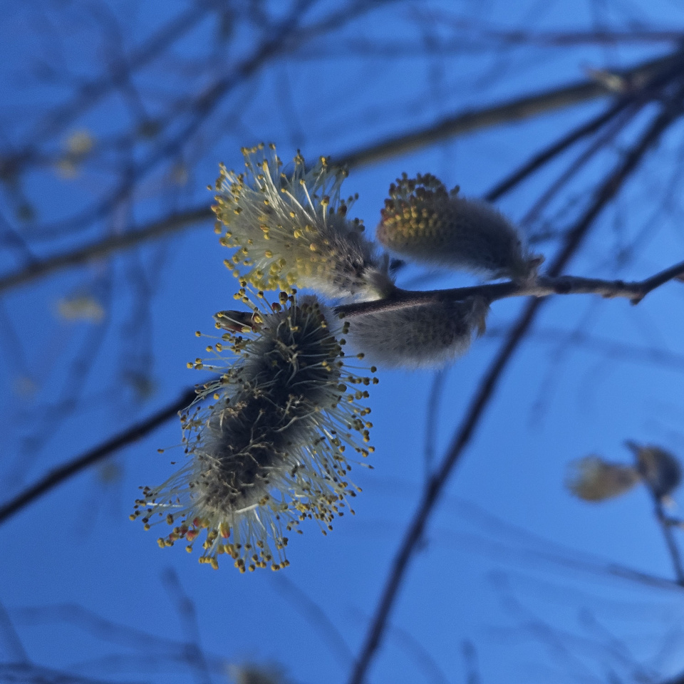 МК_РГО_"Олёкма"