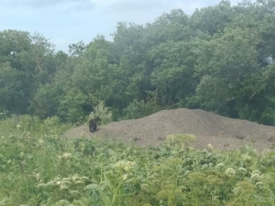 Анна Батмазова