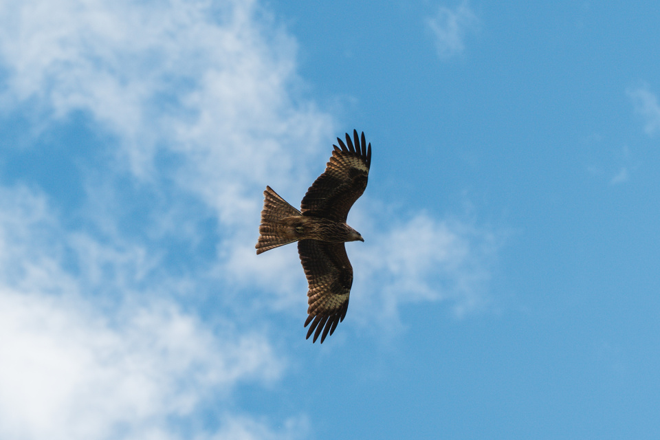 Черный коршун