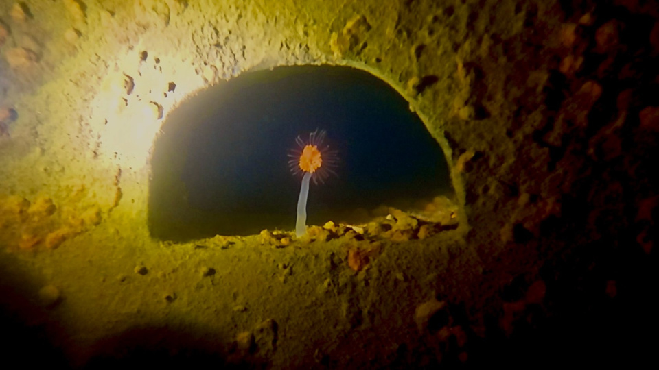 Максим Миронов