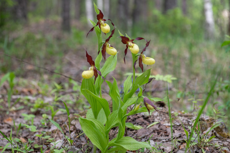 Венерин башмачок настоящий