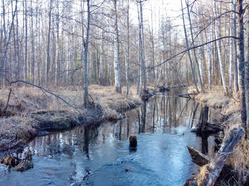 Река Дорогуча