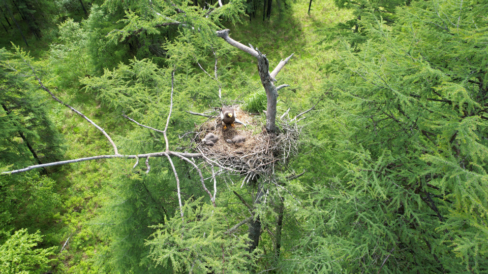 Гнездо белоплечего орлана Гнездо белоплечего орлана
