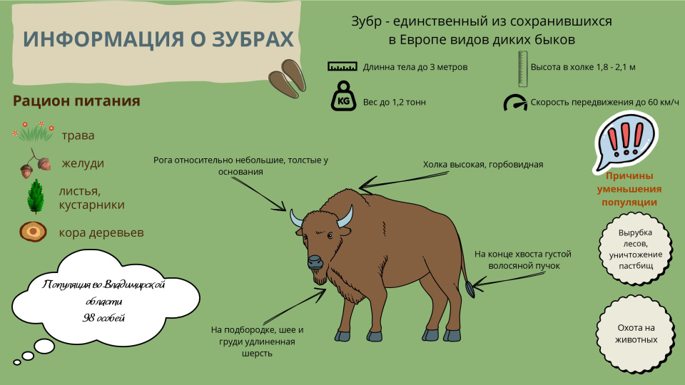 Зубр - символ Мещерской низменности Владимирской области