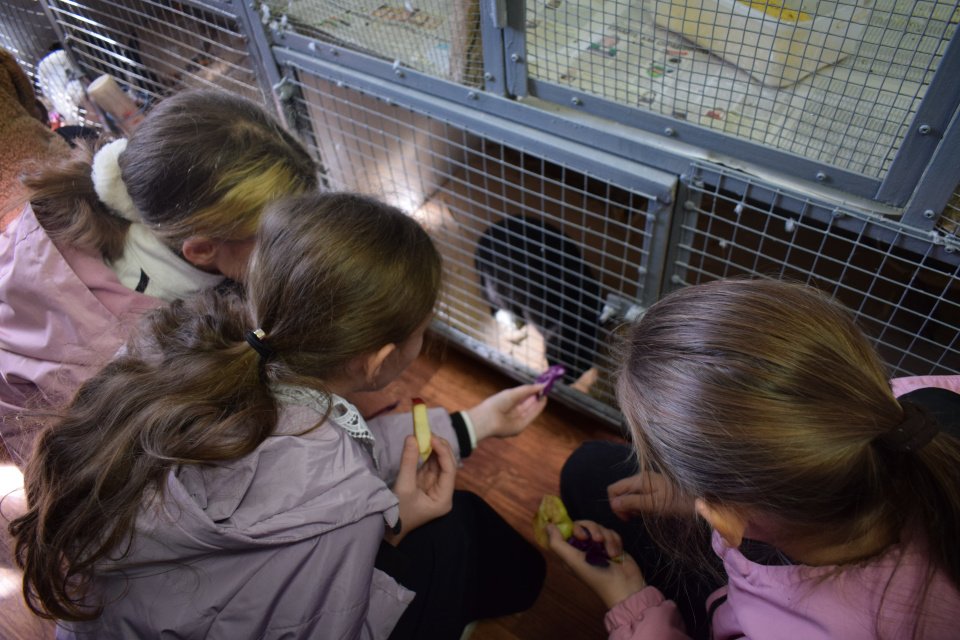 День защиты животных - 2025