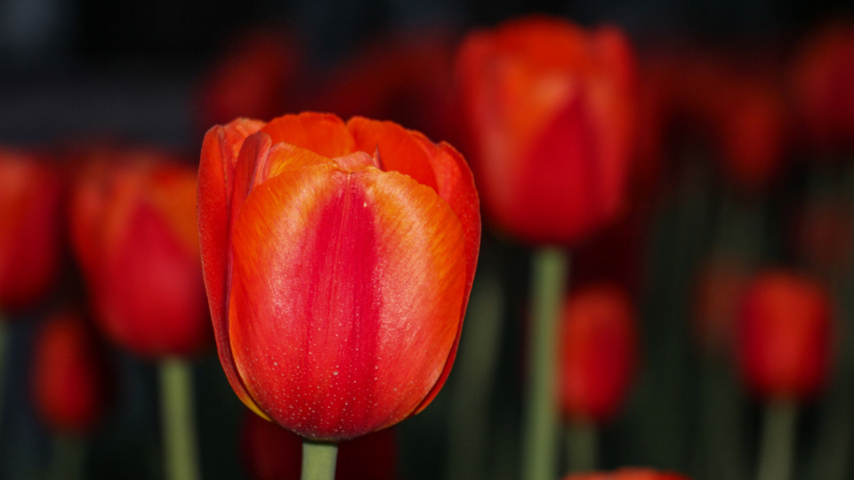 Карина Верхошапова, участница фотоконкурса РГО "Самая красивая страна"