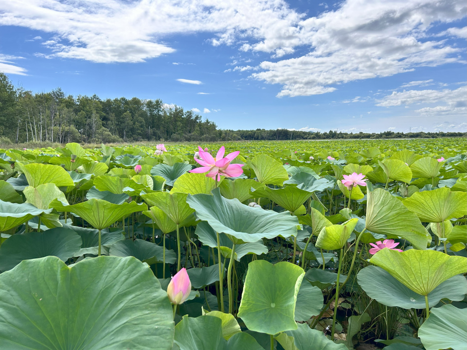 Лотосовое озеро