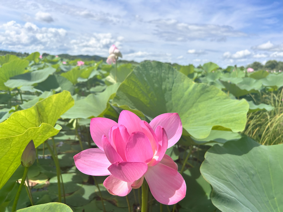 Лотос Комарова