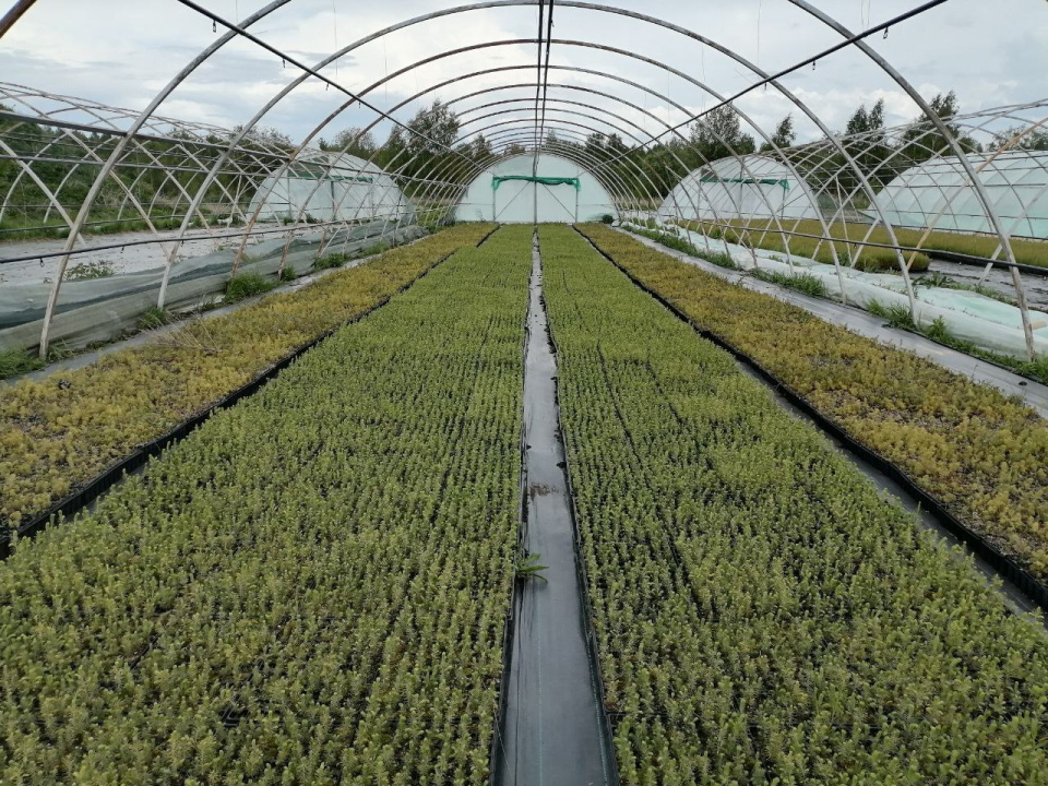 Лесная ферма