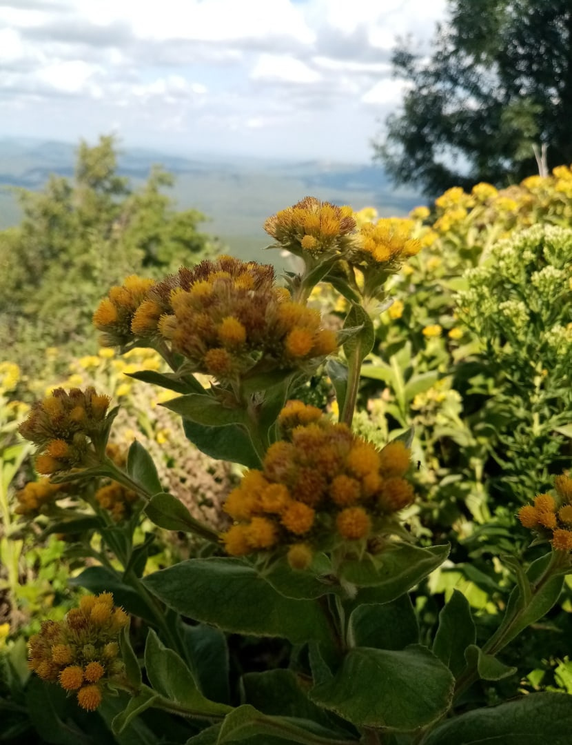 Автор фото Ровкина Ольга, руководитель Молодежного клуба Русского географического общества на базе Северского отделения Краснодарского регионального отделения Автор фото Ровкина Ольга, руководитель Молодежного клуба Русского географического общества на базе Северского отделения Краснодарского регионального отделения