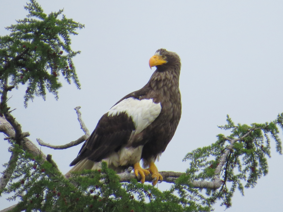Белоплечий орлан Белоплечий орлан