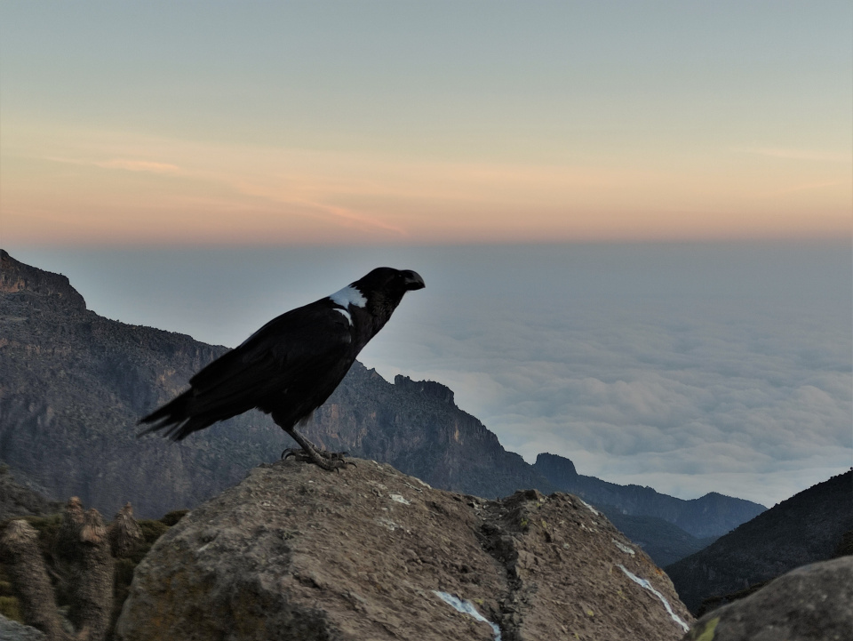 Выше облаков, Максим Червяков