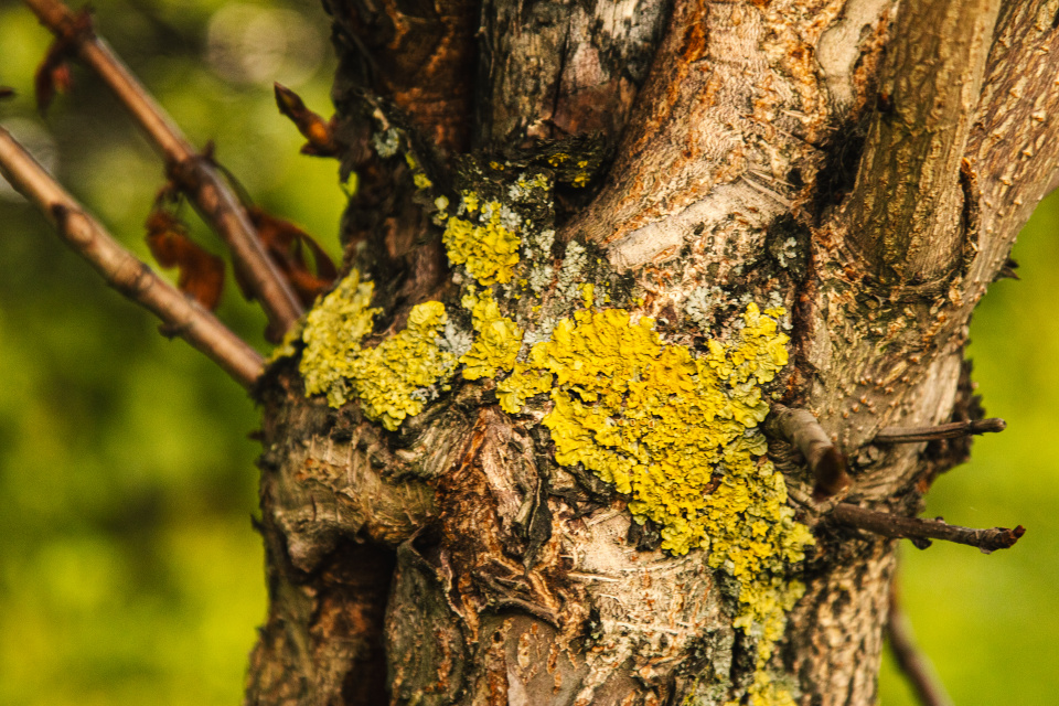 Ксантория настенная на стволе каштана