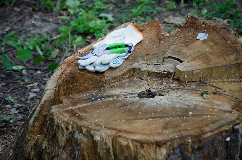 Дарья Королева