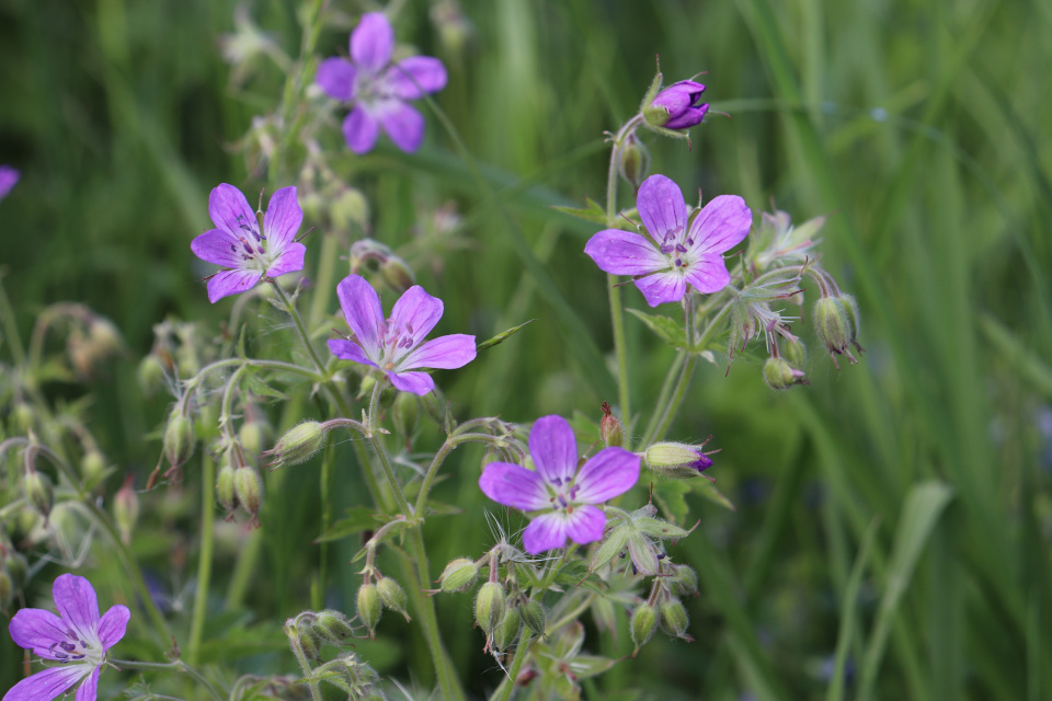 Герань лесная