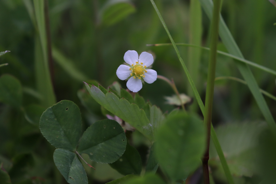 Земляника лесная