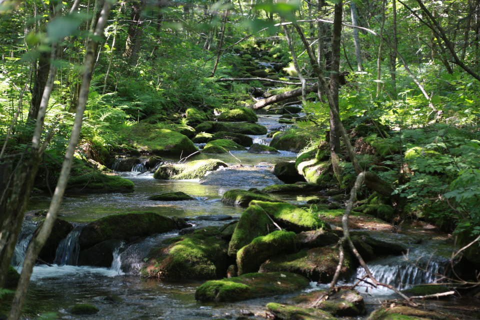 ФГБУ "Заповедное Приамурье"