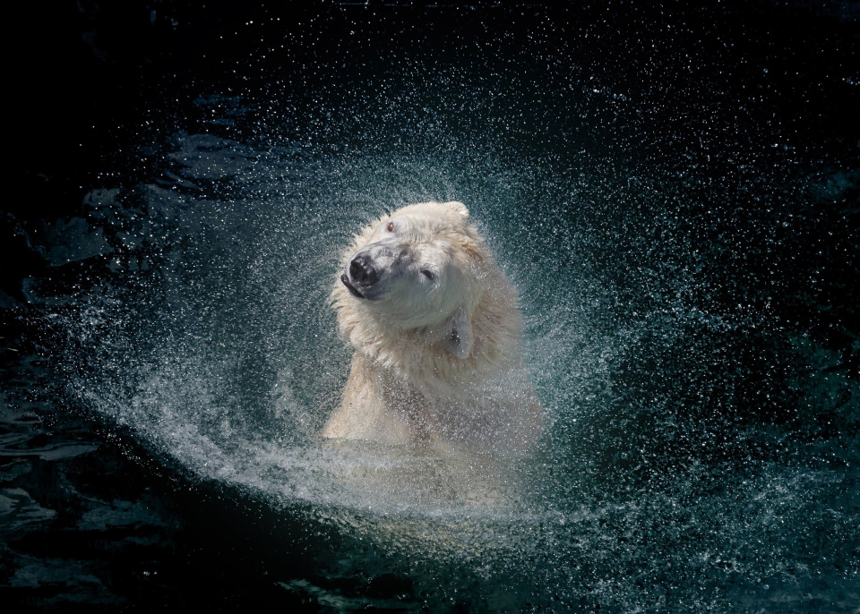 В созвездии белой медведицы