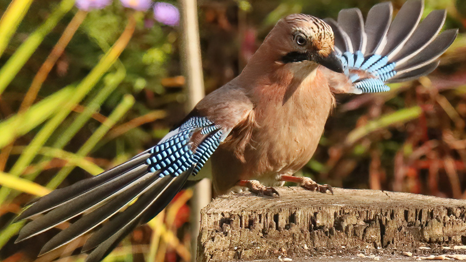 Светлана Кислицына, участница фотоконкурса РГО "Самая красивая страна"