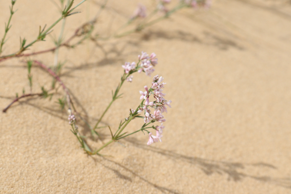 Дмитрий Владимиров